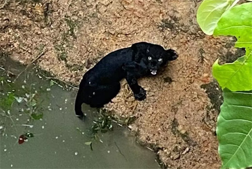 black Panther 